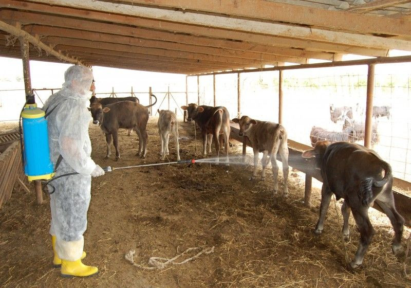 Bursada təhlükəli xəstəlik: Karantin rejimi tətbiq olundu