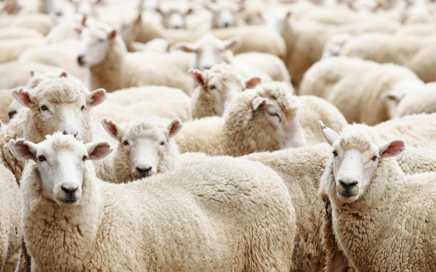 Bayramla bağlı 135 ünvanda qurbanlıq heyvanların satışı və kəsimi xidmətləri göstərilir