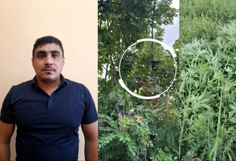 Göyçayda bağ sahəsini narkotik plantasiyasına çevirən şəxs tutulub