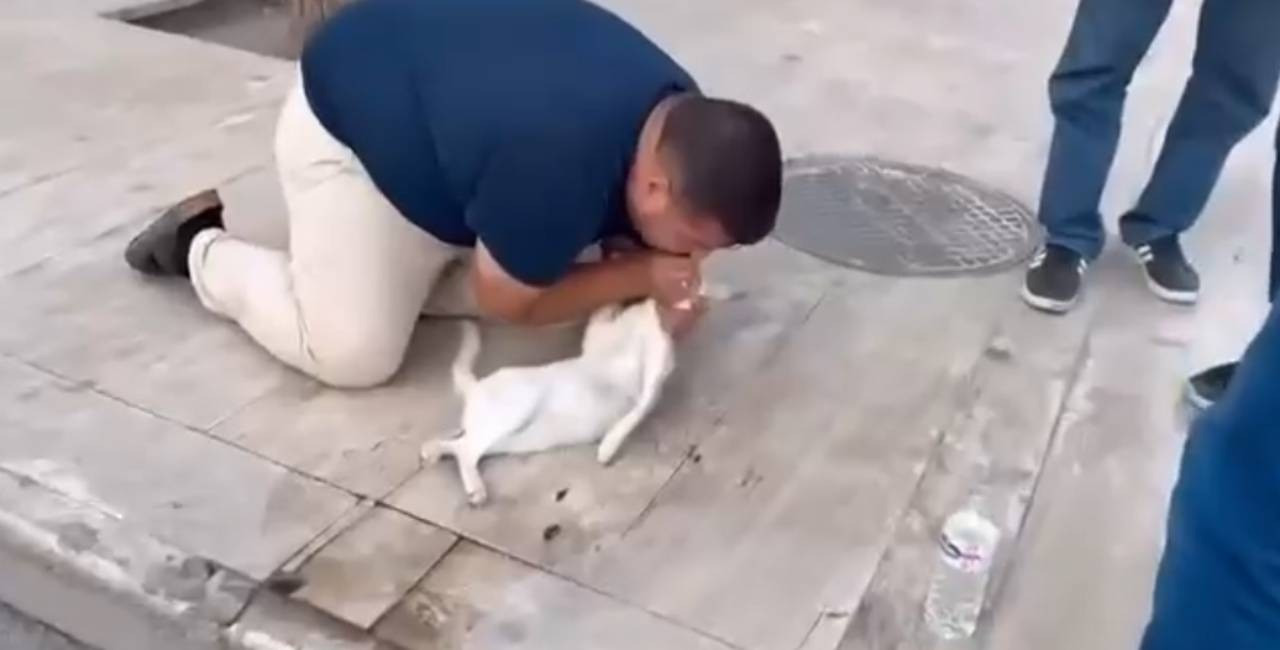 Maşının vurduğu pişiyə yolun ortasında süni tənəffüs veridi, ürəyi masaj edildi