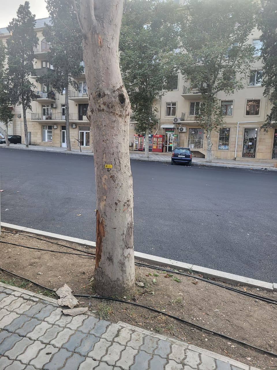 Gəncə şəhərində aparılan abadlaşdırma işləri çərçivəsində qurumuş və qəzalı ağacların inventarlaşdırılmasına başlanılıb