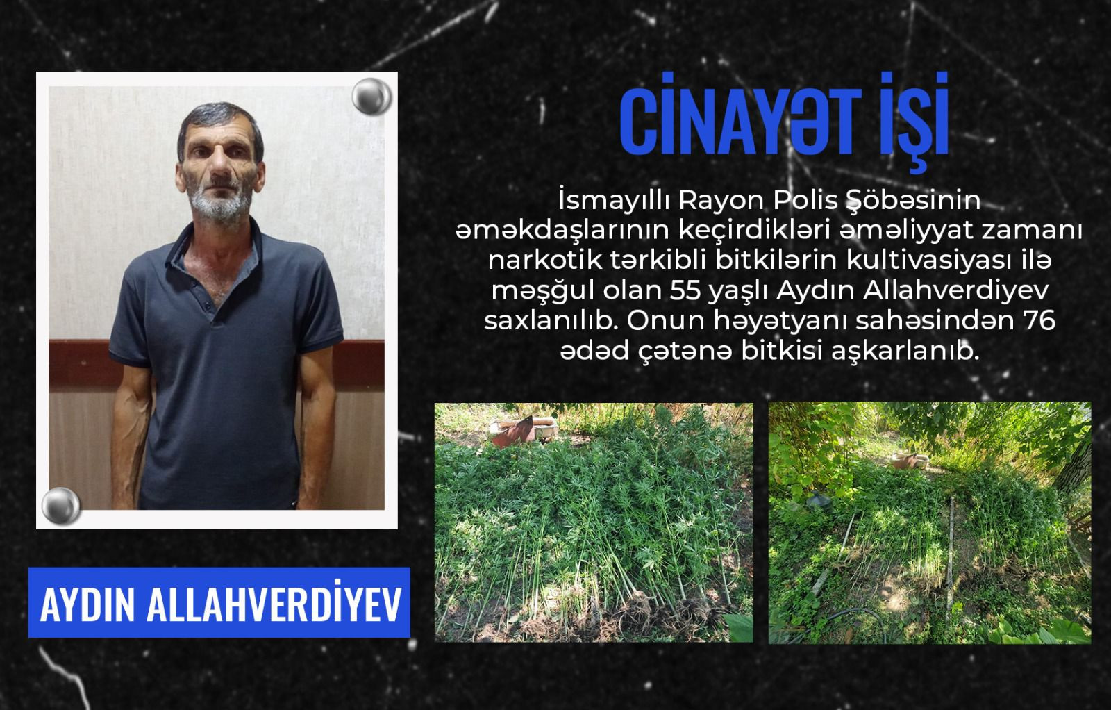 İsmayıllıda bostan bitkilərinin arasında çətənə kolu yetişdirən şəxs həbs olunub