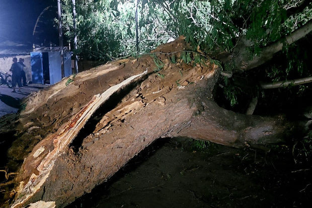 Gəncədə irigövdəli ağac yola aşıb, avtomobillərin hərəkətində çətinlik yaranıb