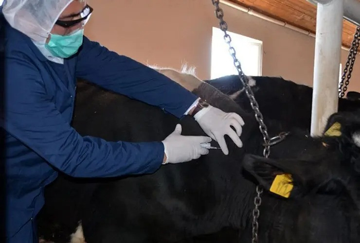 Dabaq xəstəliyi ilə bağlı gözlənilən açıqlama: Xəstəliyin yayılmaması üçün...