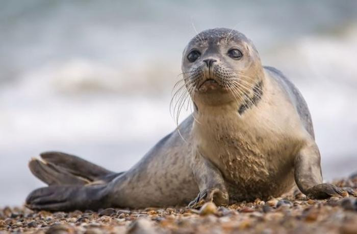 Xəzərdə yenidən suiti faciəsi