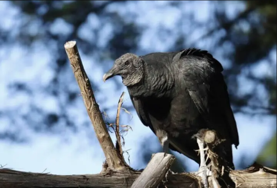 Xaçmazda aşkarlanan Qara kərkəs xilas edilərək aidiyyəti üzrə təhvil verilib
