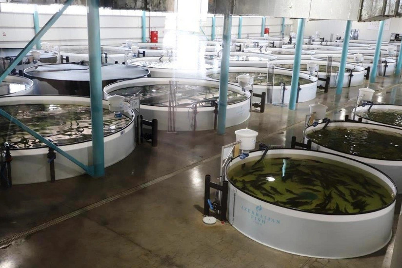 Nazir: Balıqçılıq müəssisələri elektron qeydiyyata alınacaq