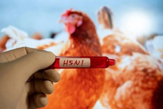 ABŞ-də quş qripi ilə ilk yoluxma halı ölümlə nəticələndi