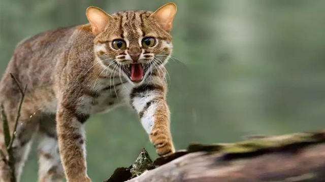 Yeni Zelandiya 2,5 milyon pişiyi məhv edəcək