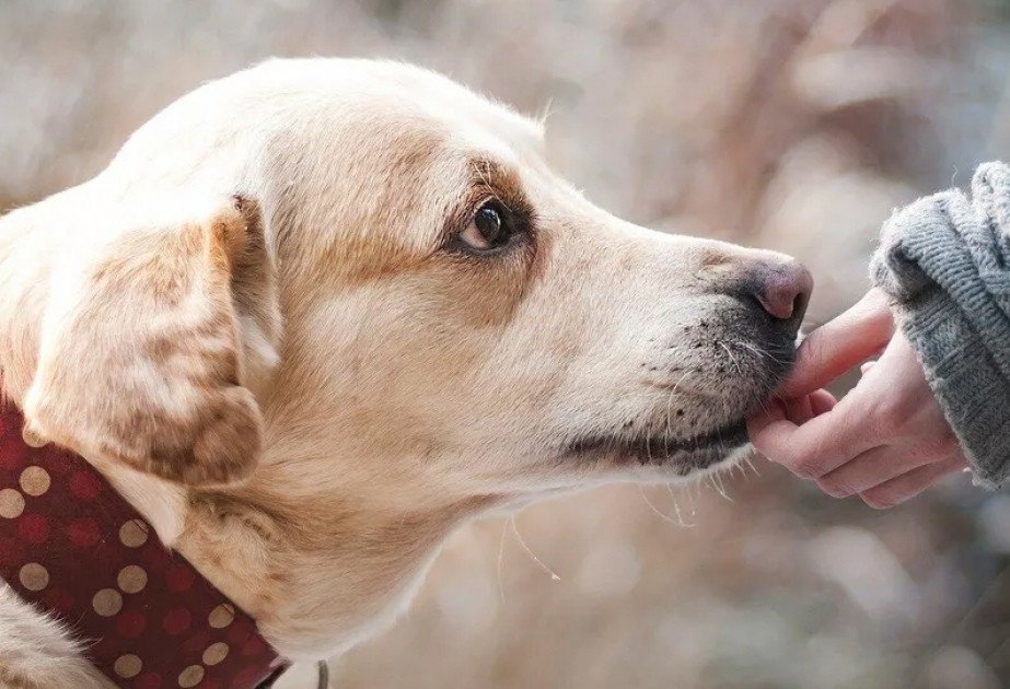ABŞ-də itlərin ömrünü uzadan dərman təsdiqlənib
