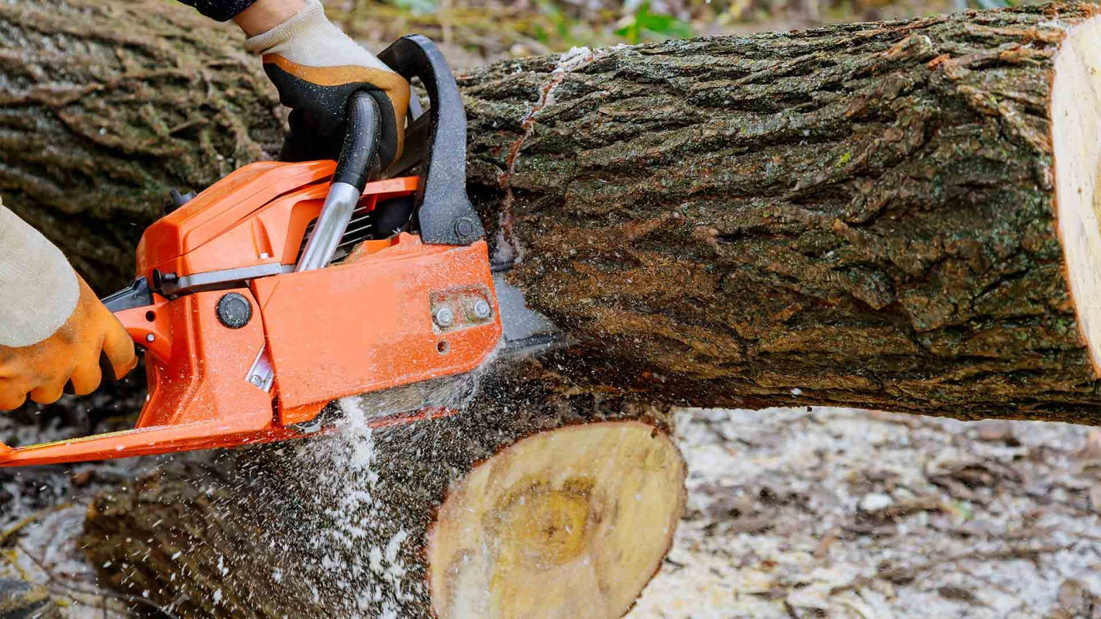 Qanunsuz ağac kəsimi yaşıllığa 36 mindən çox ziyan vurub