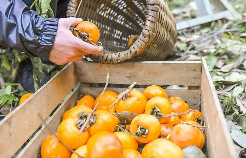 Azərbaycan xurmasında zərərverici aşkarlandı