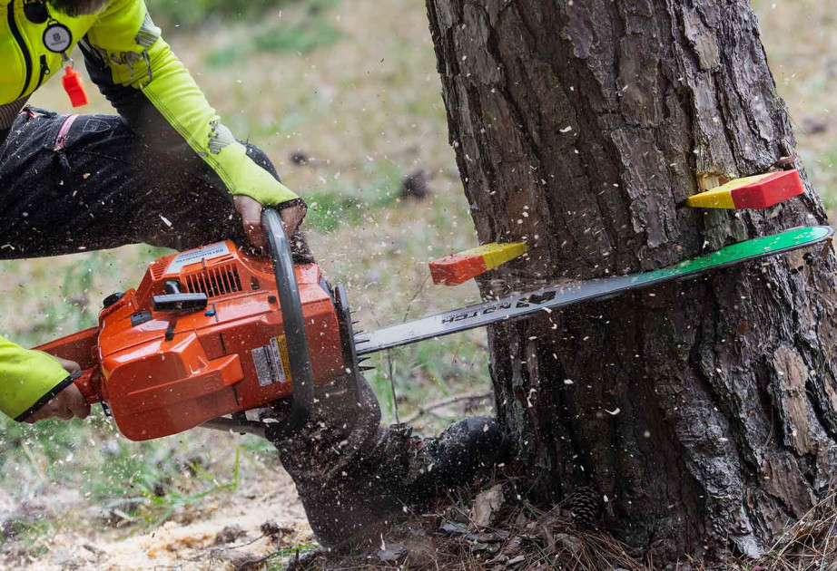 Bir sıra regionlarda ağacların qanunsuz kəsilməsi faktları aşkarlanıb