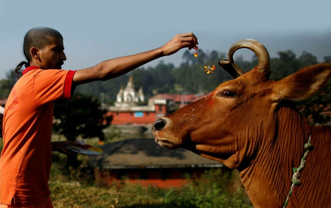 İnəklər pasportla gəzir, mərhum tonqalda yandırılır: