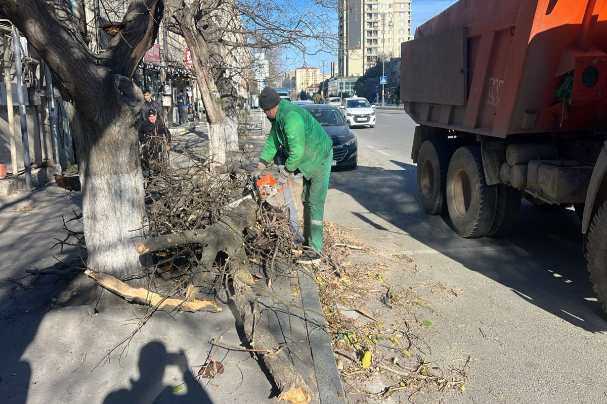 Güclü külək Bakıda 8 ağacı sındırıb