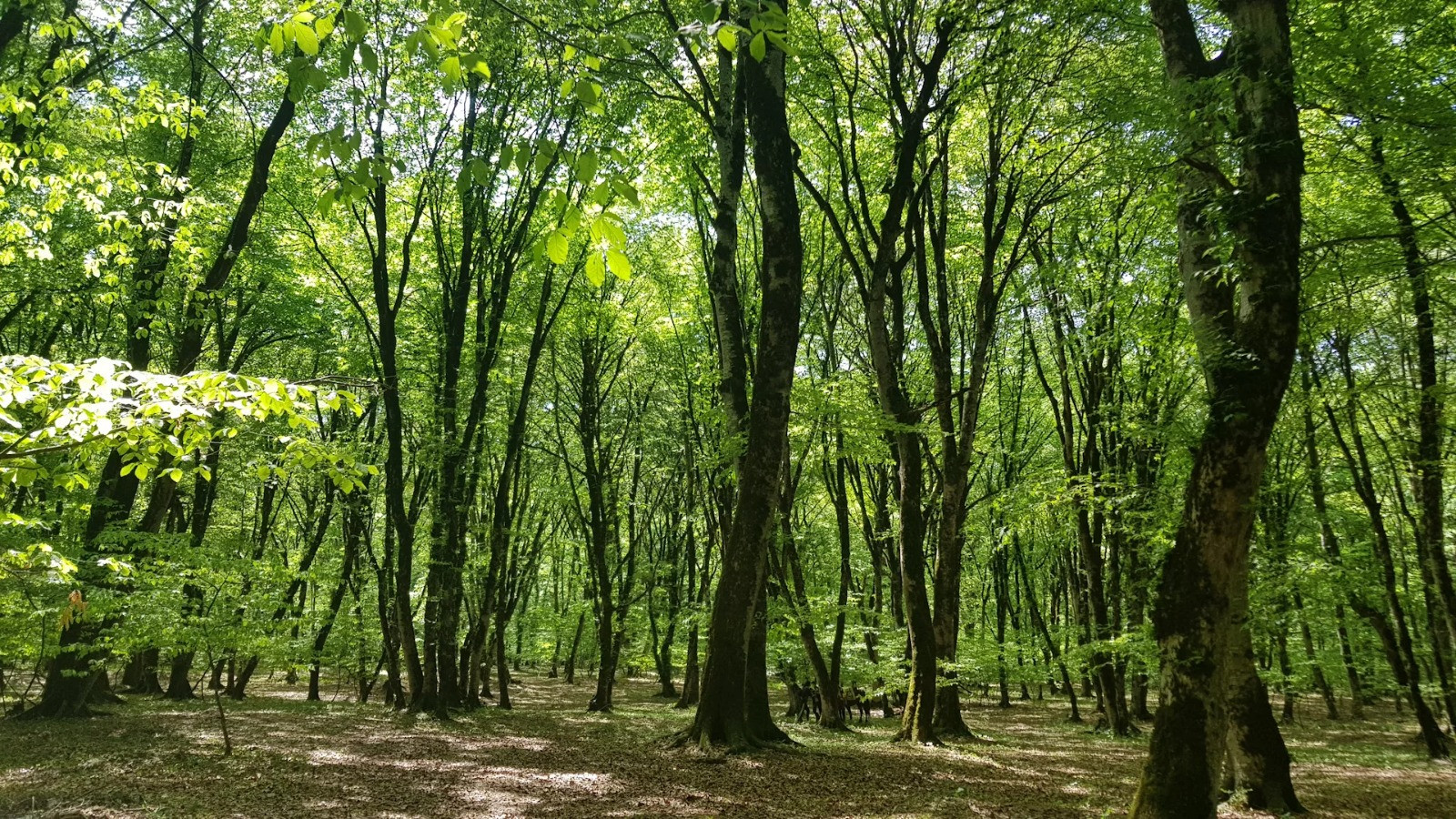 ABŞ-də yerləşən sirli meşə:
