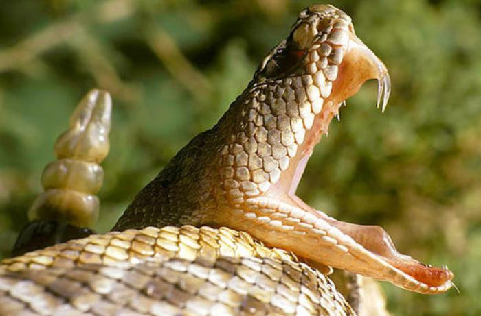 Ən ölümcül ilanlar torpaqda deyil – Dənizlərin qaranlıq sularında gizlənir