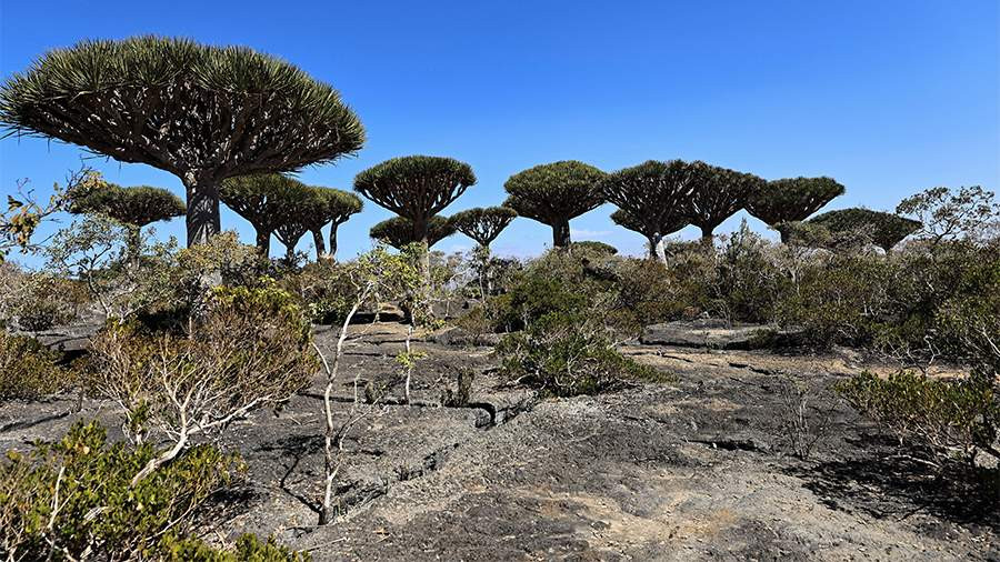 Rusların əksəriyyəti Yəməndəki Sokotra adasını tərk edib