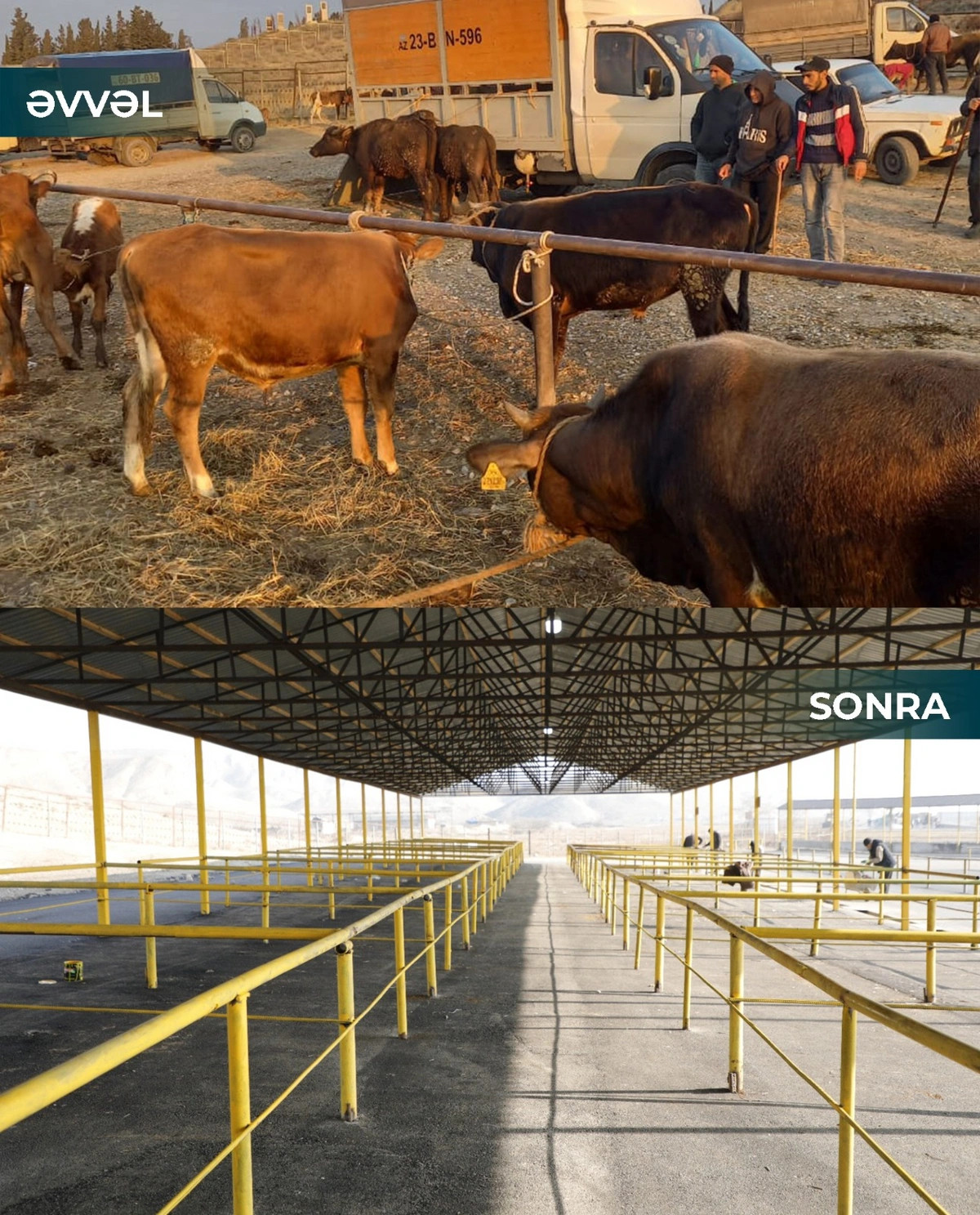 Şamaxı və Göyçay heyvan satışı bazarları açılıb