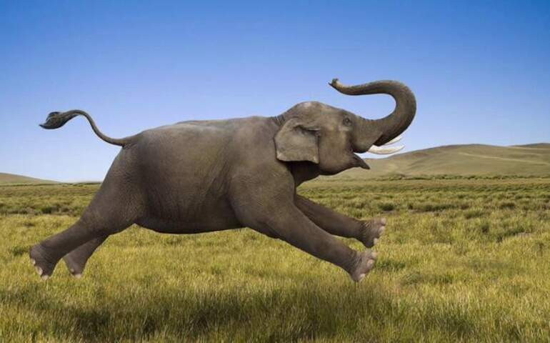 Hindistanın qatil fili: Hələ tutulmayıb, sakinlər təhlükədə