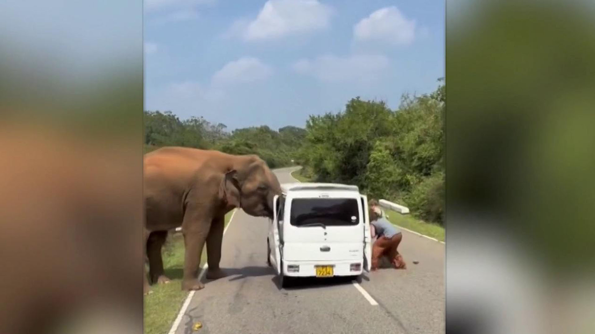 Vəhşi fil turistlərin üstünə hücum edib