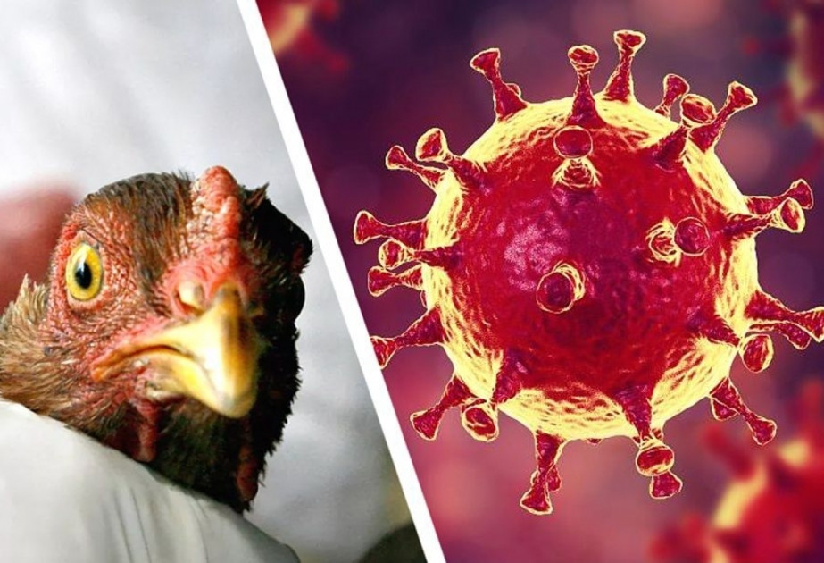 Azərbaycanda quş qripinə qarşı növbəti monitorinqlər keçiriləcək