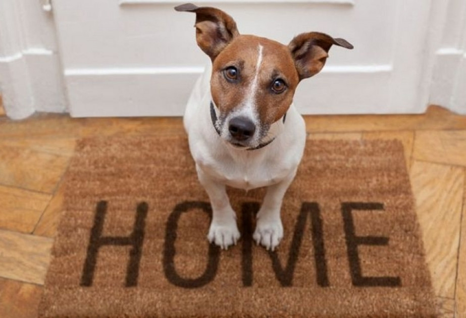 İspaniyada ev heyvanlarını klonlaşdırmaq mümkün oldu: