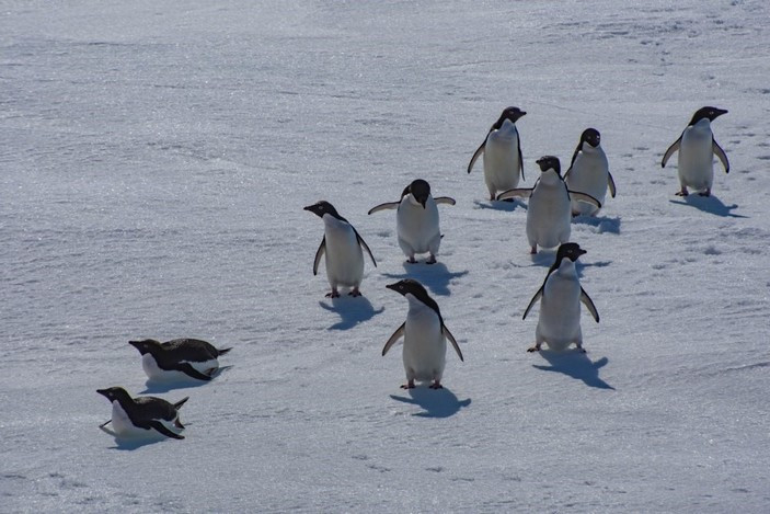 Pinqvin üsyanı və ya sadəcə SON...