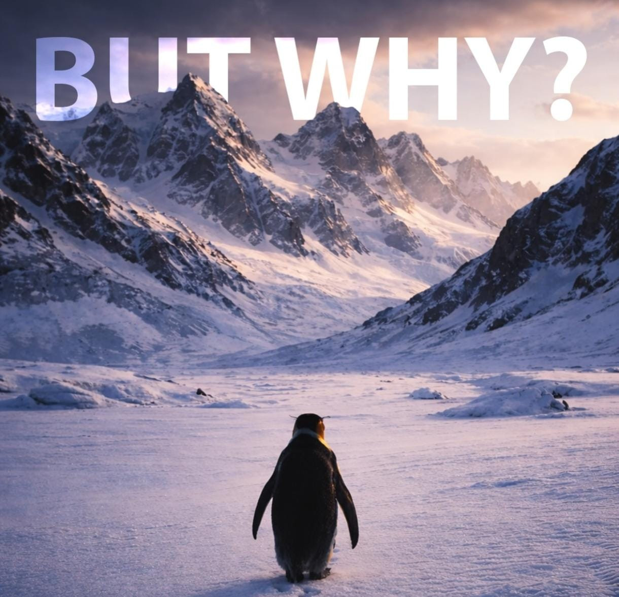 Məşhur pinqvin niyə bu qədər sevildi? : İnsanlar düşünürlər ki...