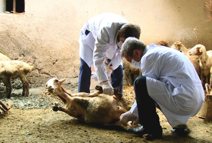 Azərbaycanda iri və xırdabuynuzlu heyvanlar xəstəliyə qarşı peyvəndlənib