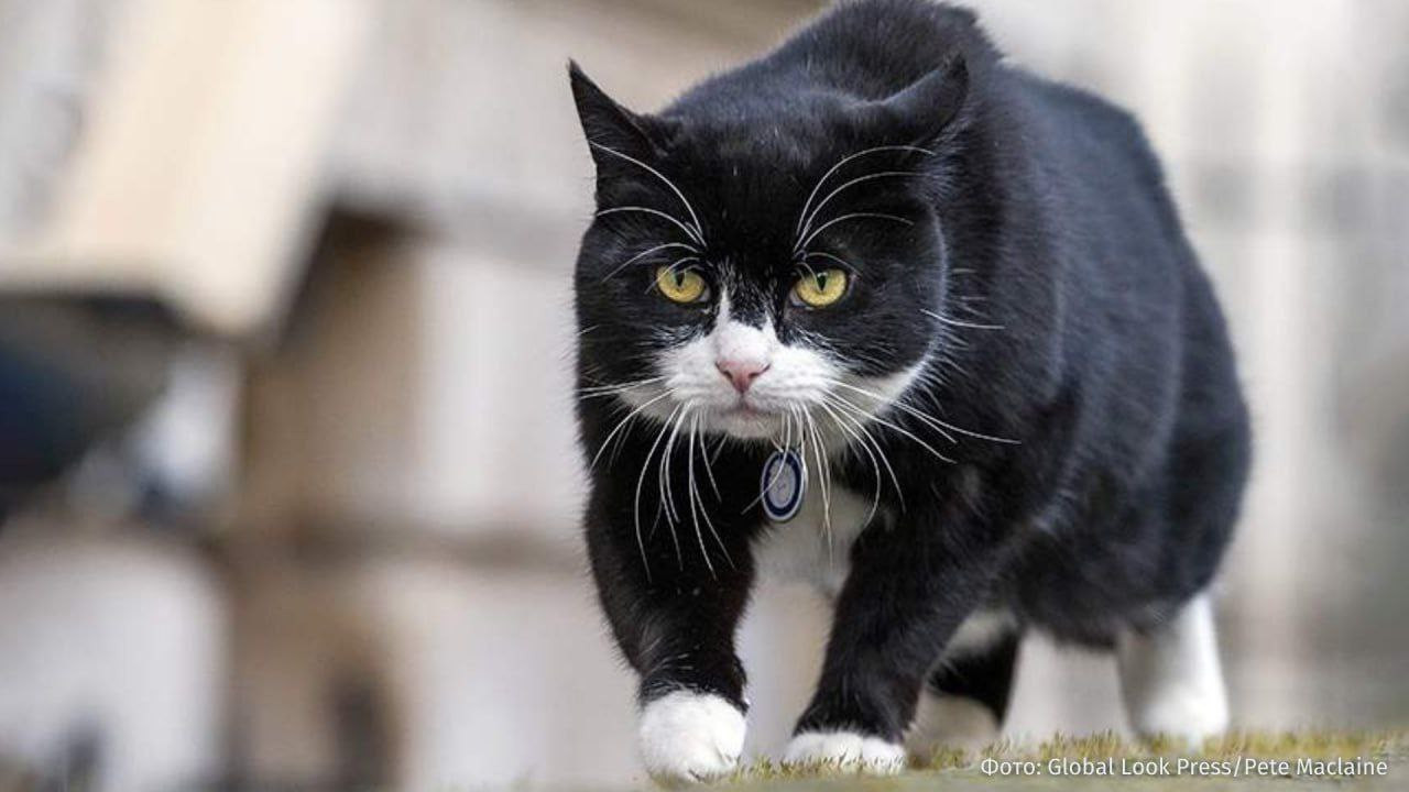 Böyük Britaniyanın “baş siçan ovçusu” öldü