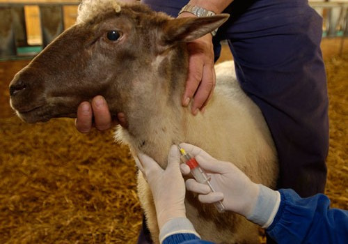 Davaq xəstəliyi yenidən aktuallaşdı: