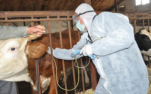 Təhlükə böyüyür: Dabaq xəstəliyi sürətlə yayılır