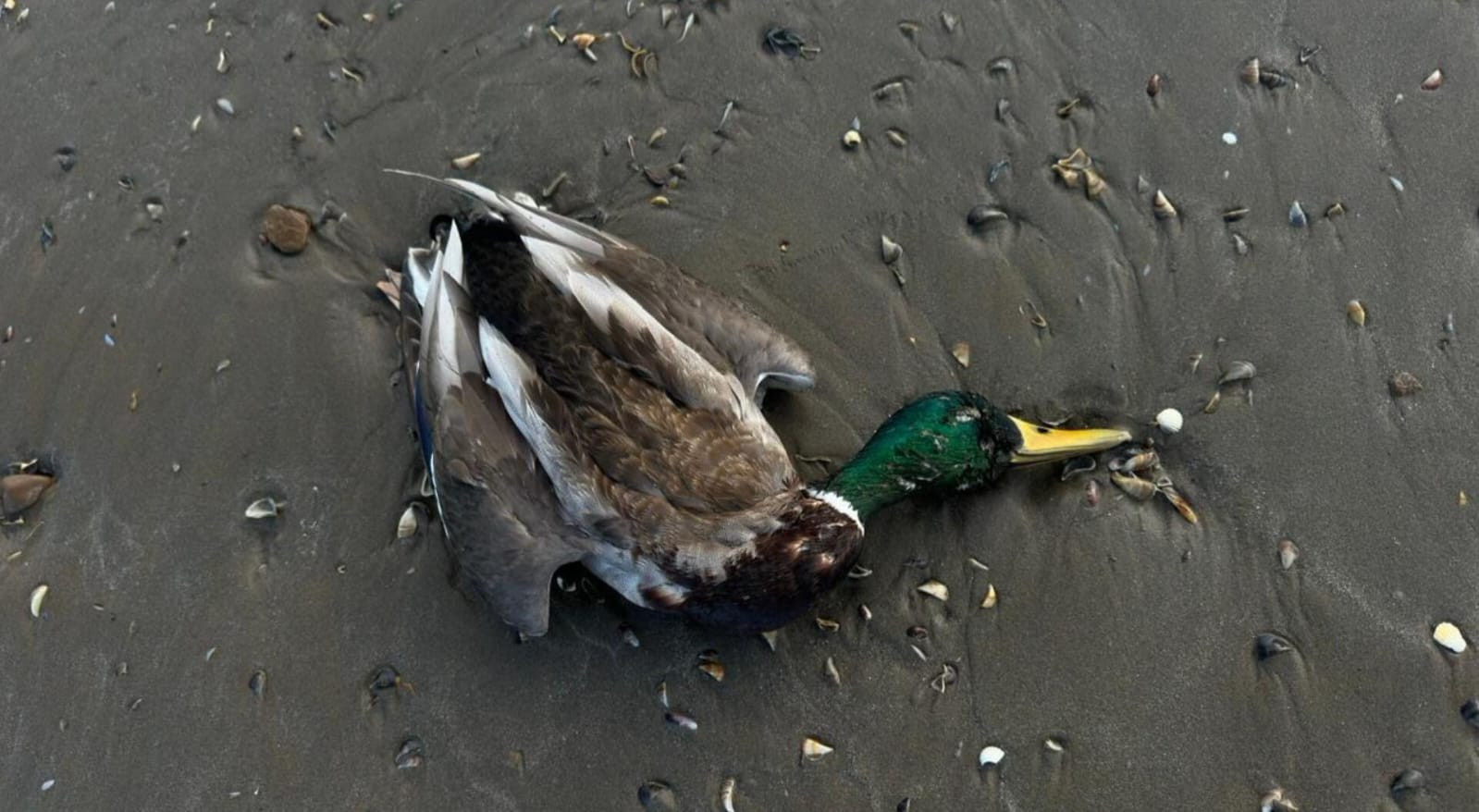 Yeni pandemiya ehtimalı: Xəzərdə quşlar niyə kütləvi tələf olur? -