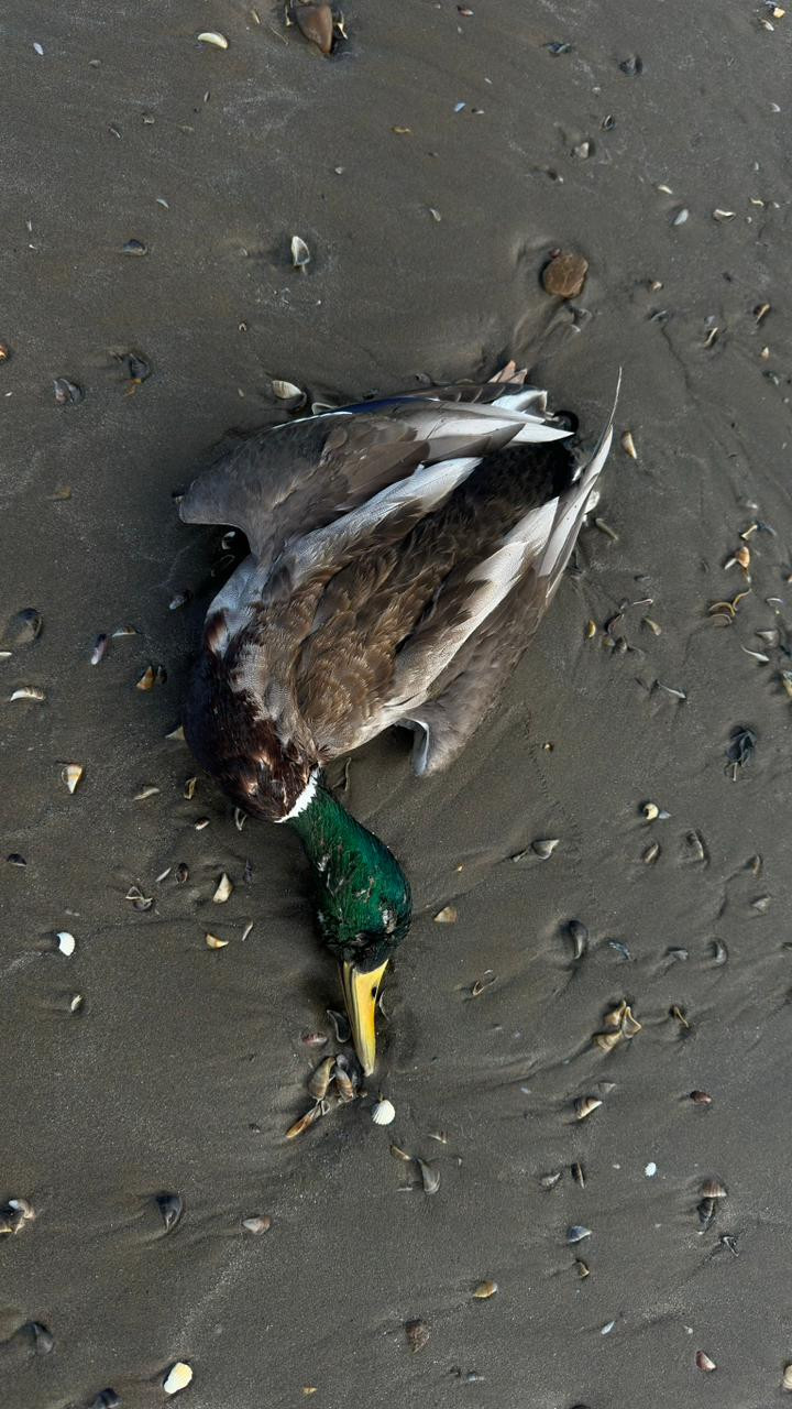 Yeni pandemiya ehtimalı: Xəzərdə quşlar niyə kütləvi tələf olur?
