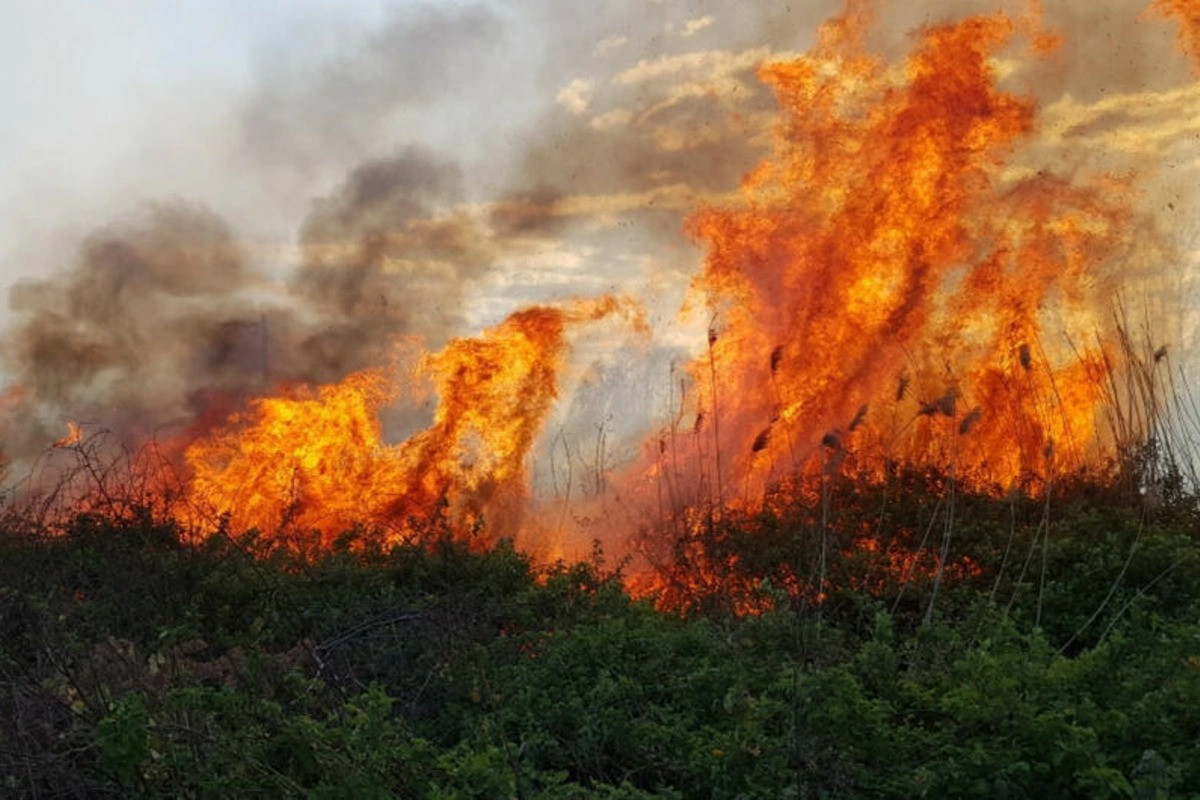 Ağaclıq ərazilərdə güclü yanğın başlayıb