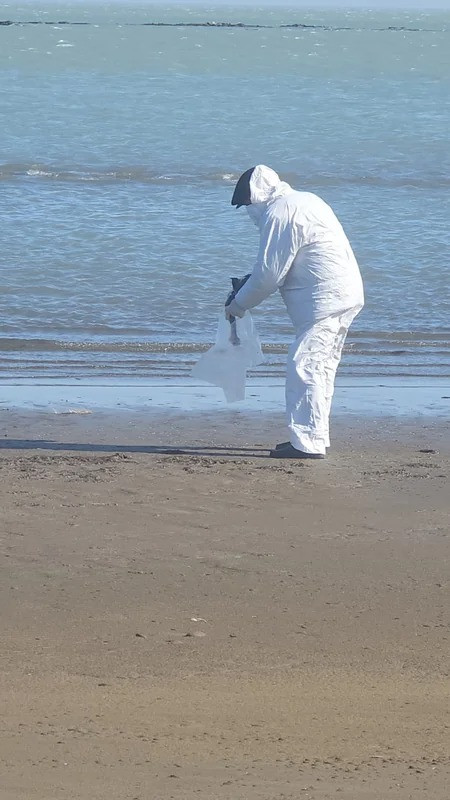 Xəzər sahillərindəki quşlarda XƏSTƏLİKLƏ bağlı dövlət qurumu açıqlama verdi