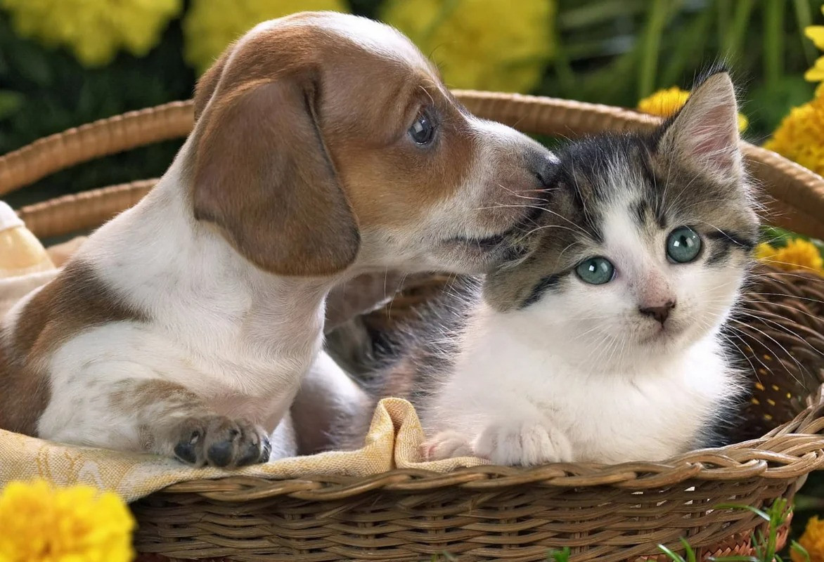 Ev heyvanları saxlayanların DİQQƏTİNƏ: