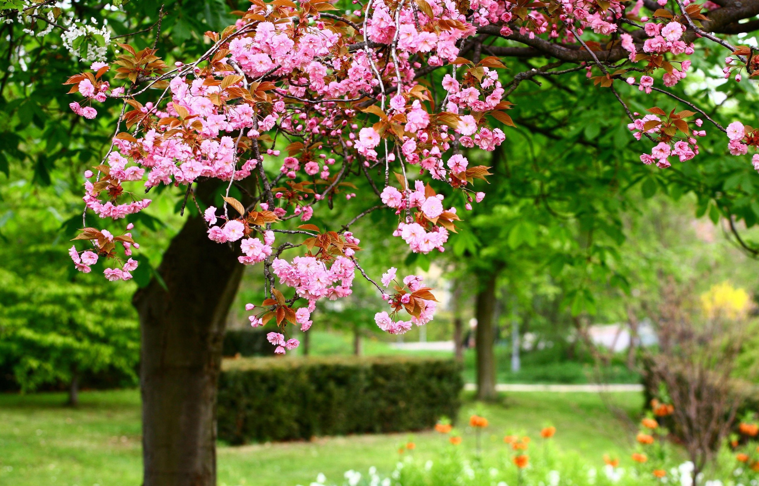 Bayram və istirahət günlərində hava necə keçəcək?
