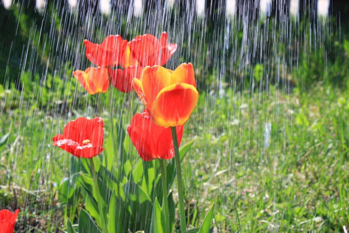 Sabah yağış yağacaq, şimşək çaxacaq