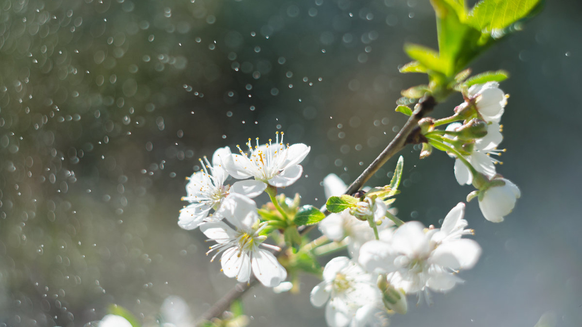 Bəzi yerlərə yağış yağır -