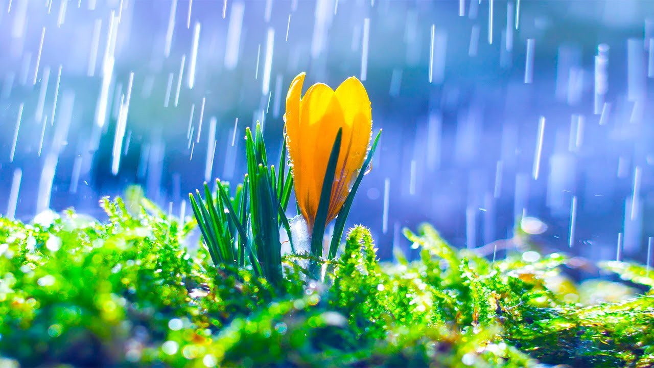 Bəzi ərazilərə yağış yağır -