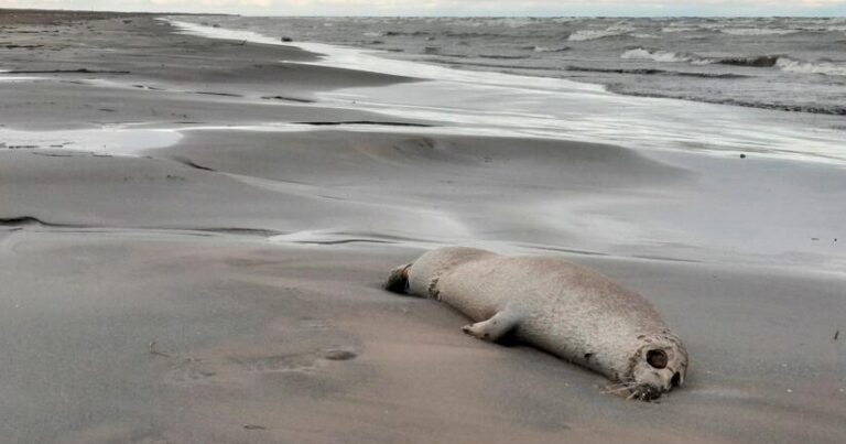 Xəzər sahillərində ekoloji fəlakət: ölü suitilər və quşlar aşkarlanıb