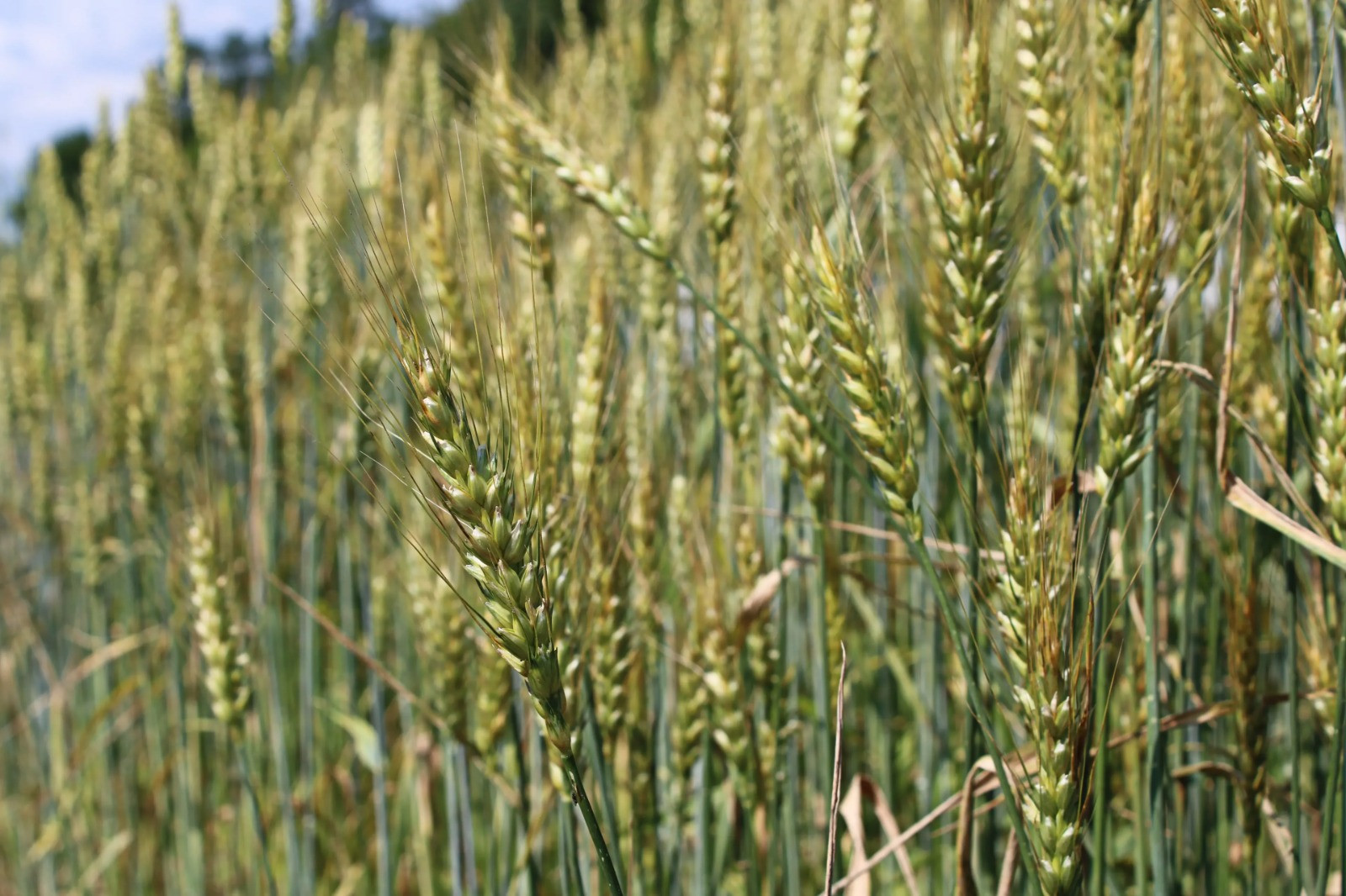 Buğdanın qiyməti QALXDI