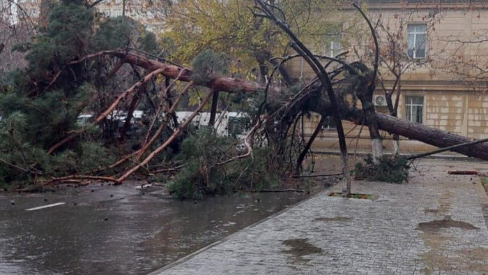 Paytaxtda ağac aşdı, yol bağlandı