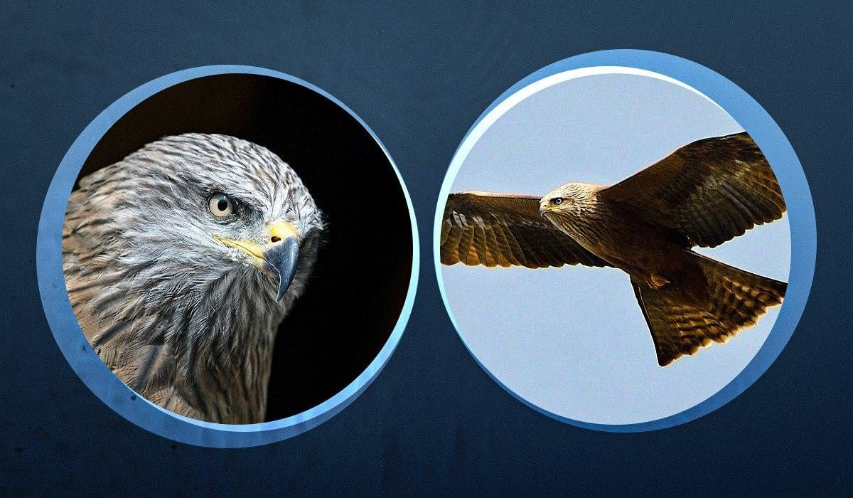 Qara çərpələng quşu haqqında bilinməyənlər