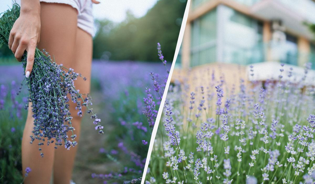 Lavanda ilə bağlı bilinməyənlər açıqlandı