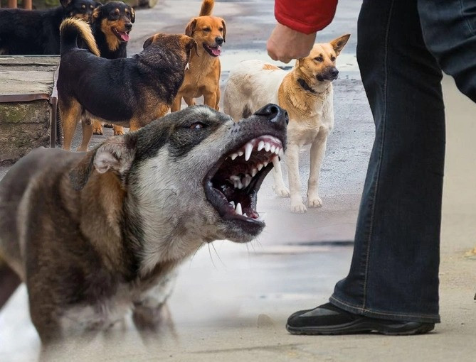 Rayonlarda sahibsiz itlər problemi ciddi təhlükə yaradır –