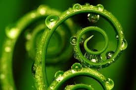 Bitkilər bir-biri ilə "internet" vasitəsilə danışır ?