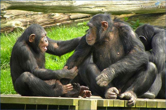 Şimpanzelər belə müharibə edir –